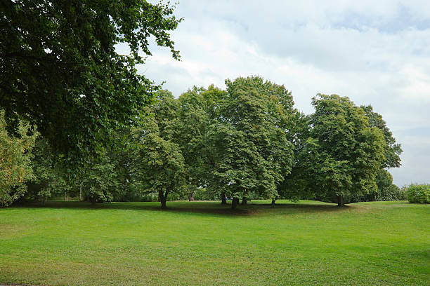 istock Green park  with large old decideous trees and shaded areas. 186682868