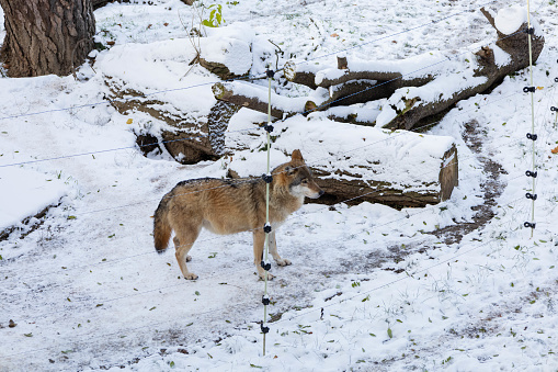 Wild wolf in the winter zoo