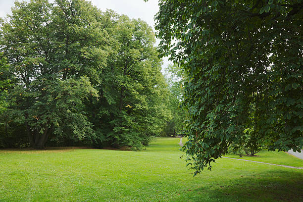 istock Green park  with large old decideous trees and shaded areas. 186682903