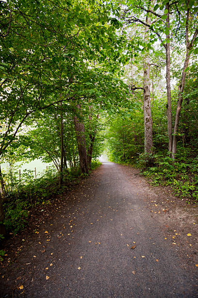 istock Avenue of trees. 186682905