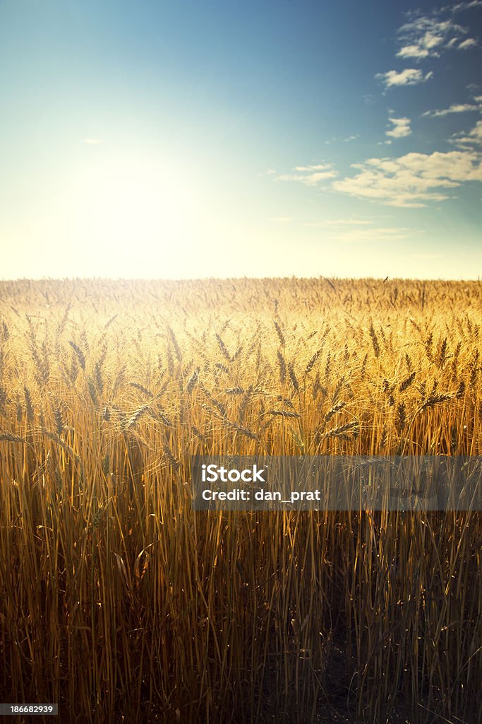 Trigo campo al amanecer - Foto de stock de Campo - Tierra cultivada libre de derechos