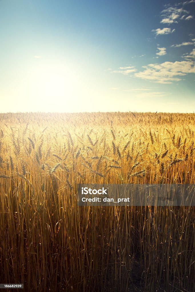 Campo di grano all'alba - Foto stock royalty-free di Campo