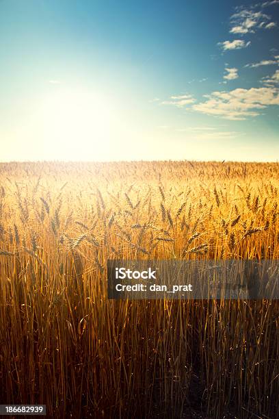 Campo Di Grano Allalba - Fotografie stock e altre immagini di Campo - Campo, Grano - Graminacee, Raccolto