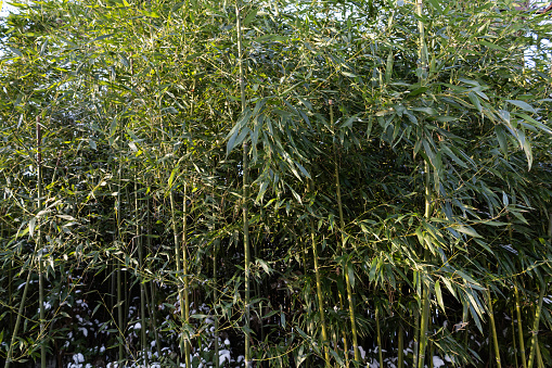 Bamboo forest,natural background