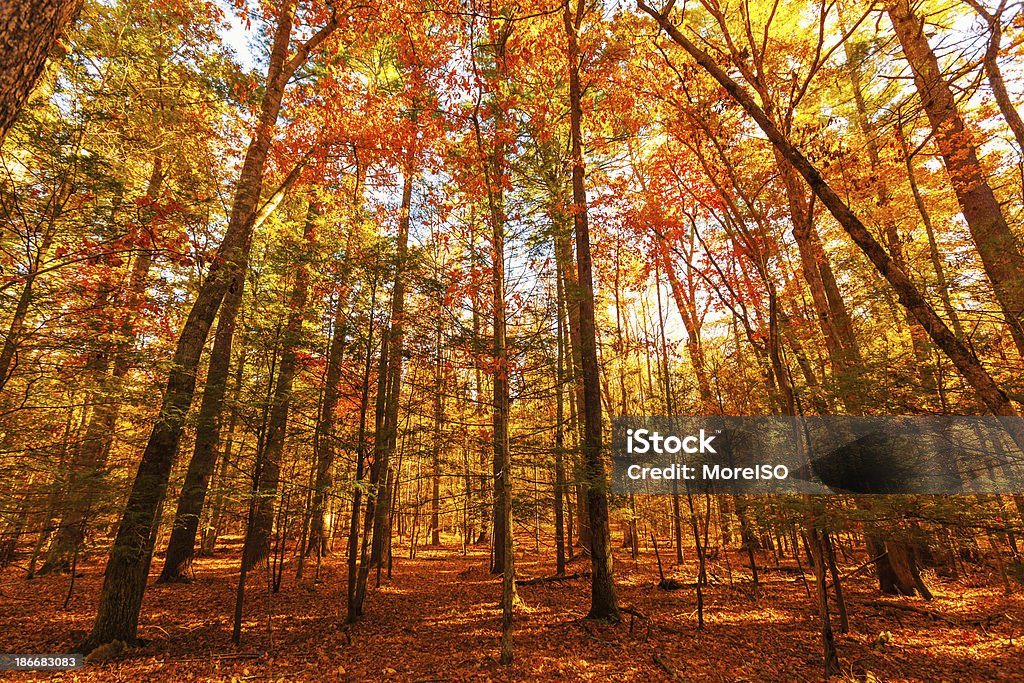 Bosque en otoño - Foto de stock de Gatlinburg libre de derechos