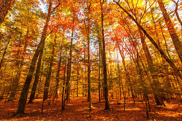 floresta no outono - great smoky mountains great smoky mountains national park tree group of objects - fotografias e filmes do acervo