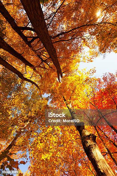 Cime Degli Alberi In Autunno - Fotografie stock e altre immagini di Albero - Albero, Ambientazione esterna, Ambientazione tranquilla