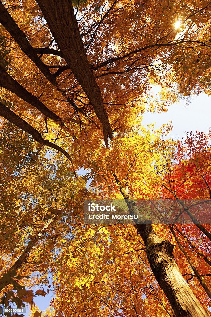 Treetops w jesiennym - Zbiór zdjęć royalty-free (Appalachy)