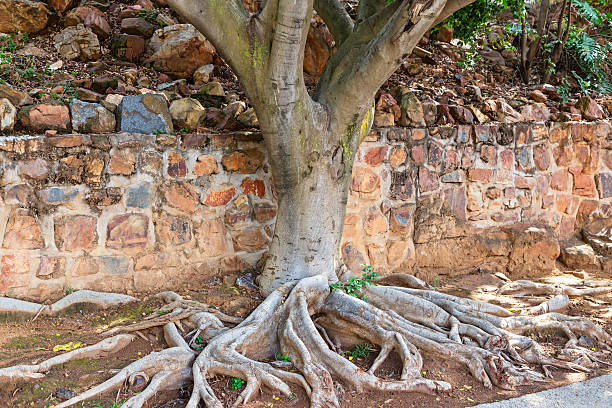 istock Roots above ground of a Bluegum tree 186683209