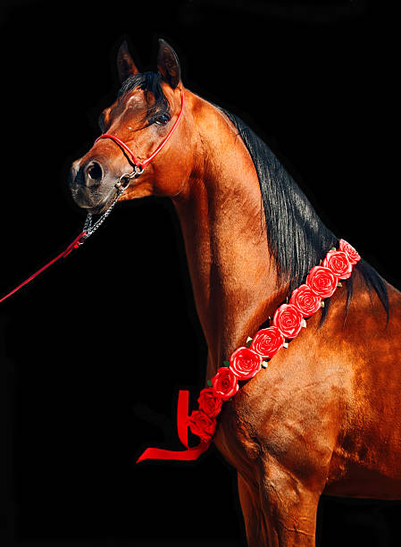 purebred  arabian stallion portrait isolated on black background