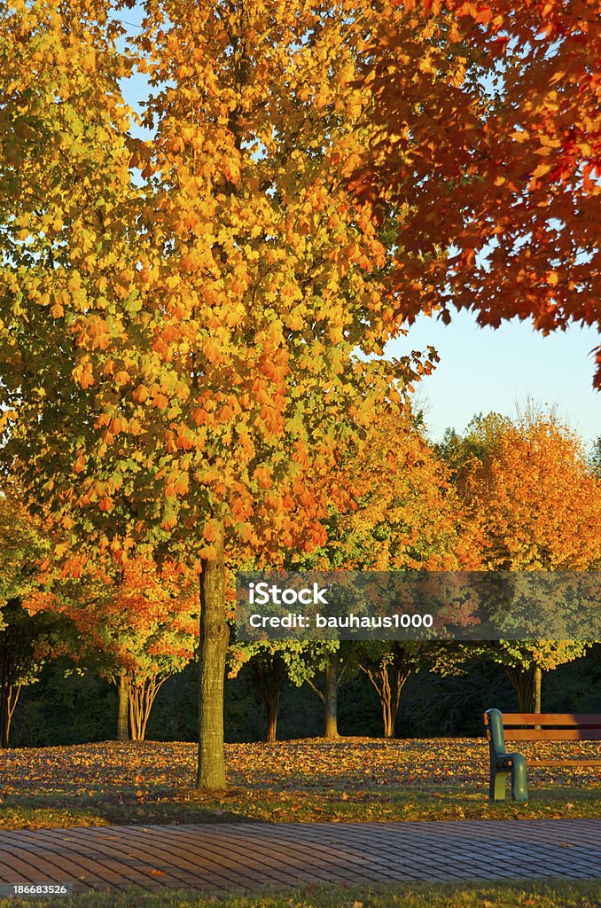 Parc de l'automne - Photo de Arbre libre de droits