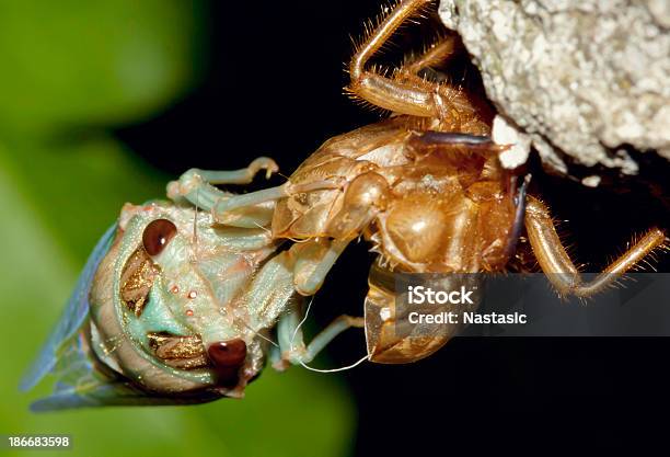 Cicadidae Renacimiento Foto de stock y más banco de imágenes de Abandonado - Abandonado, Actividad, Aferrarse