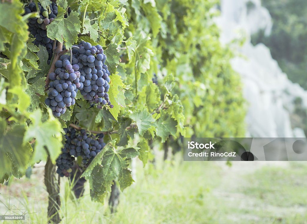 Vineyard With Black Grape Perspective vineyard with black grape. Soft focus. Soft Focus Stock Photo