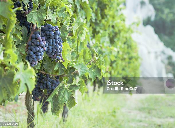 Vineyard With Black Grape Stock Photo - Download Image Now - Soft Focus, Winery, Agricultural Field
