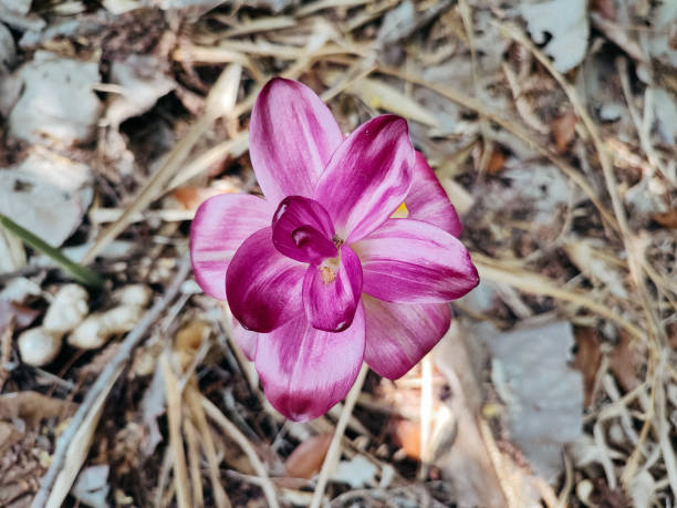 istock Flowering cape york lily plants 1866837840