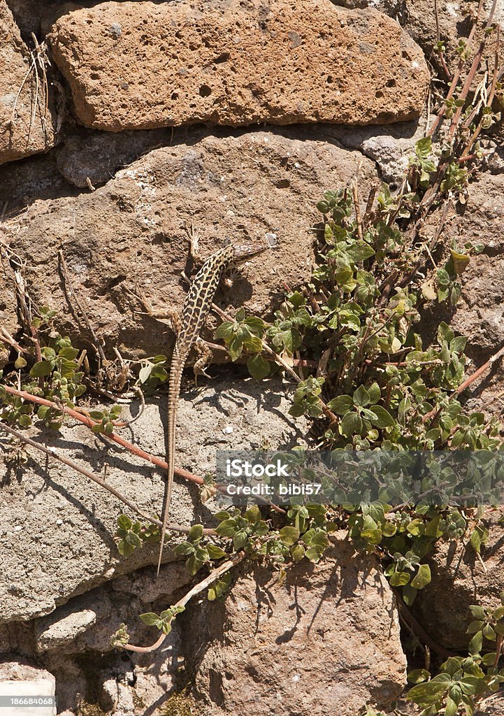 Ophisops elegans - Royalty-free Ensolarado Foto de stock