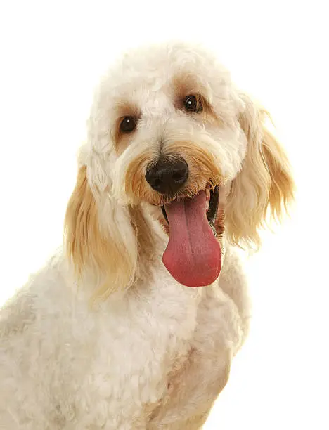 A one year old Goldendoodle dog on a white background with his tongue out.  He is a mix between a golden retriever and a standard size poodle.