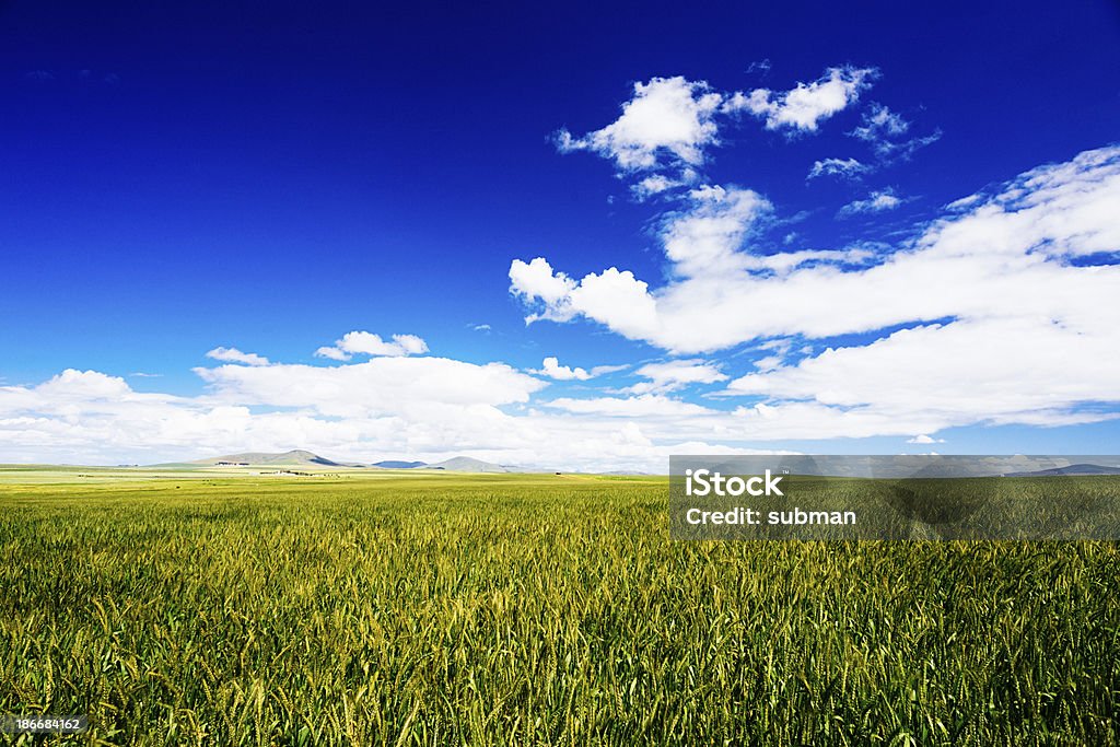 Los campos de trigo verde - Foto de stock de Agricultura libre de derechos