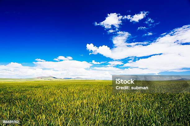 Los Campos De Trigo Verde Foto de stock y más banco de imágenes de Agricultura - Agricultura, Aire libre, Alimento