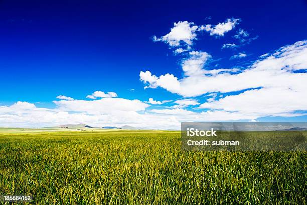 Campos De Trigo Verde - Fotografias de stock e mais imagens de Agricultura - Agricultura, Amarelo, Ao Ar Livre