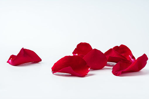 Red rose petals isolated on white background close up