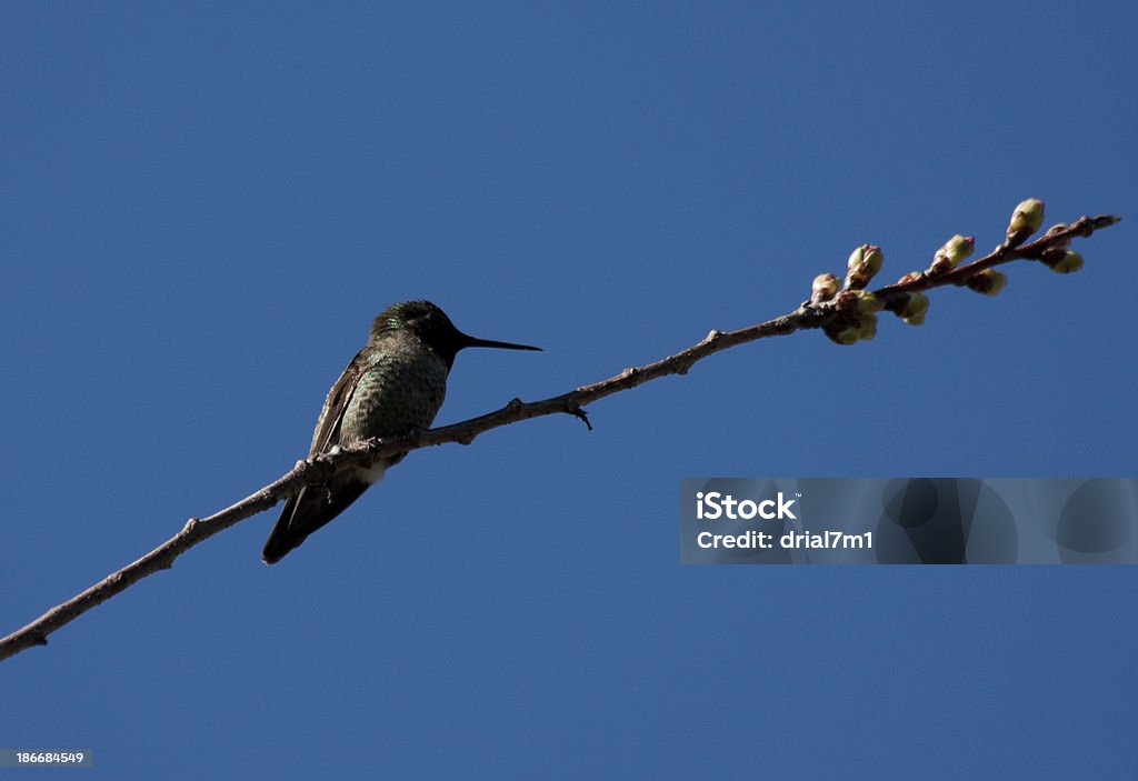 Colibrí ubicados - Foto de stock de Aire libre libre de derechos