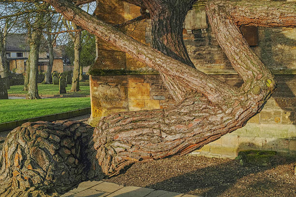 stare drzewo - ancient past anglican building exterior zdjęcia i obrazy z banku zdjęć