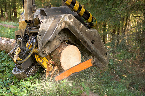 istock Lumber industry - harvesting 186684684