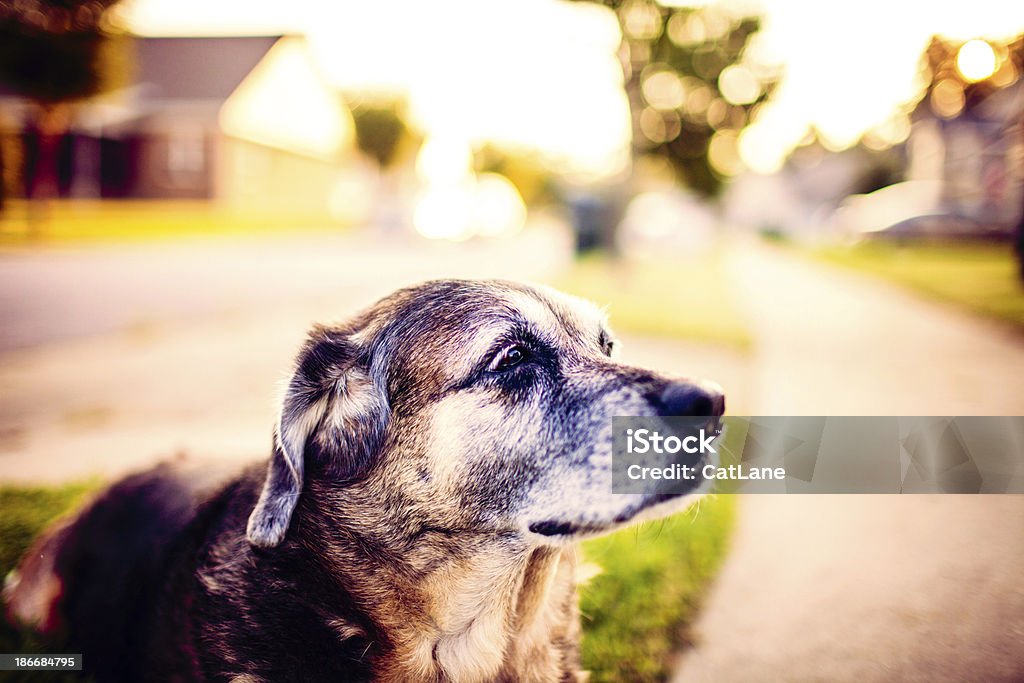 Senior Doggy pelo Anoitecer - Royalty-free Animal Foto de stock