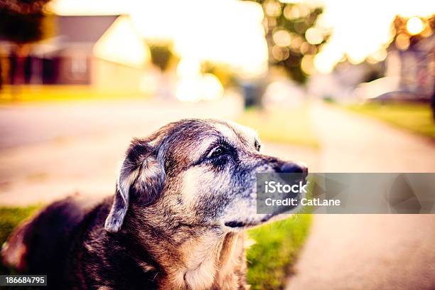 Senior Doggy Pelo Anoitecer - Fotografias de stock e mais imagens de Animal - Animal, Animal de Estimação, Animal velho