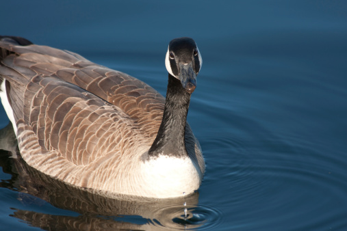 This image shows a Canadian Goose swimming through still water in a marina.