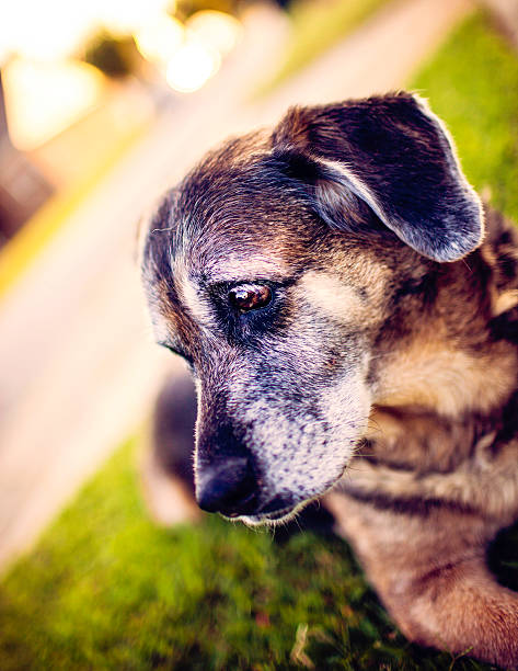 istock Senior Doggy at Dusk 186684841