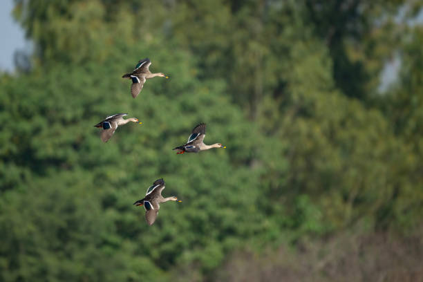 istock Flock of indian Spot Billed Ducks Flying 1866849995