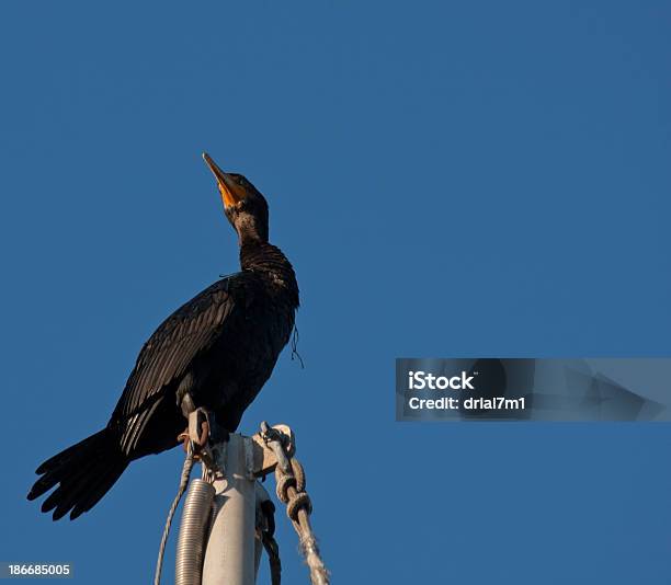 Black Seabird - zdjęcia stockowe i więcej obrazów Czarny kolor - Czarny kolor, Fotografika, Gnieździć się