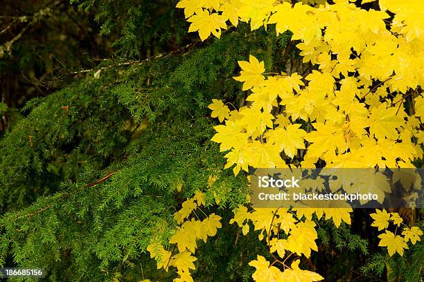 Yellow Vine Maple Leaves Changing Colors In Autumn Stock Photo - Download Image Now - Autumn, Backgrounds, Beauty In Nature