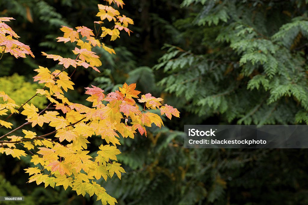 Les feuilles d'érable Changer de couleur à l'automne - Photo de Arbre libre de droits