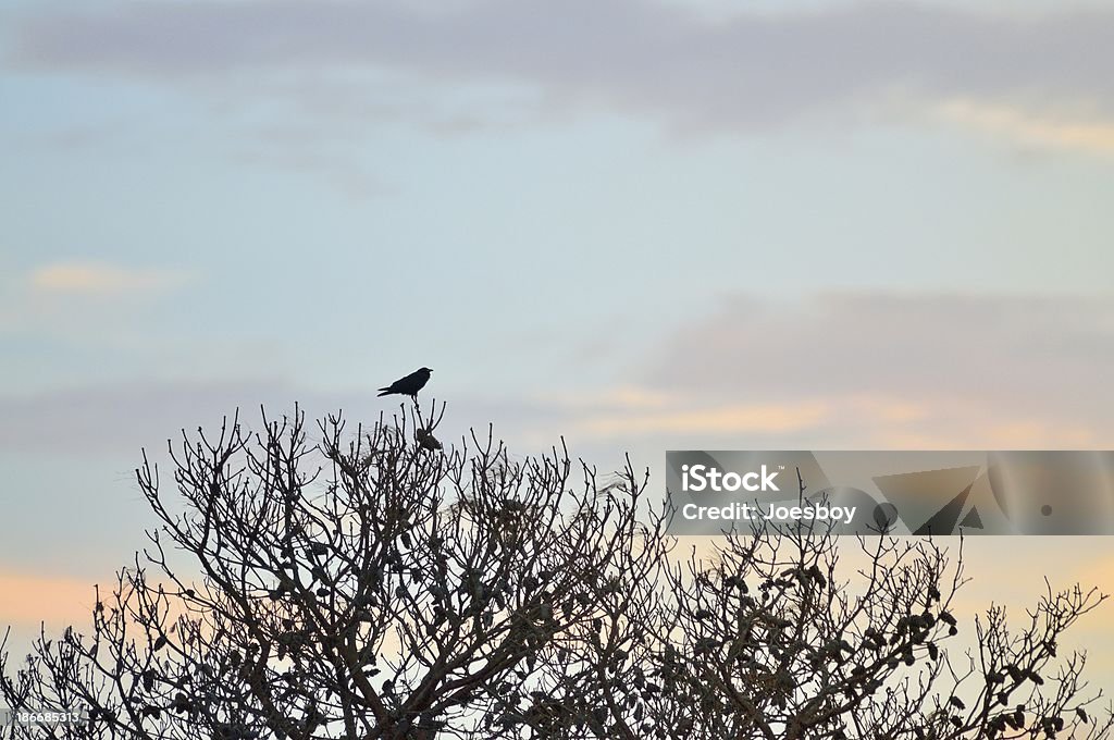 Crow приветствует Sunrise - Стоковые фото Assateague Island National Seashore роялти-фри