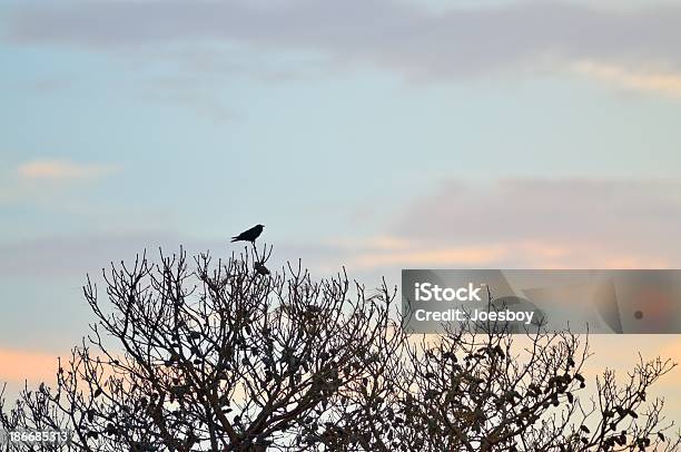 Crow Приветствует Sunrise — стоковые фотографии и другие картинки Assateague Island National Seashore - Assateague Island National Seashore, Без людей, Вечерние сумерки