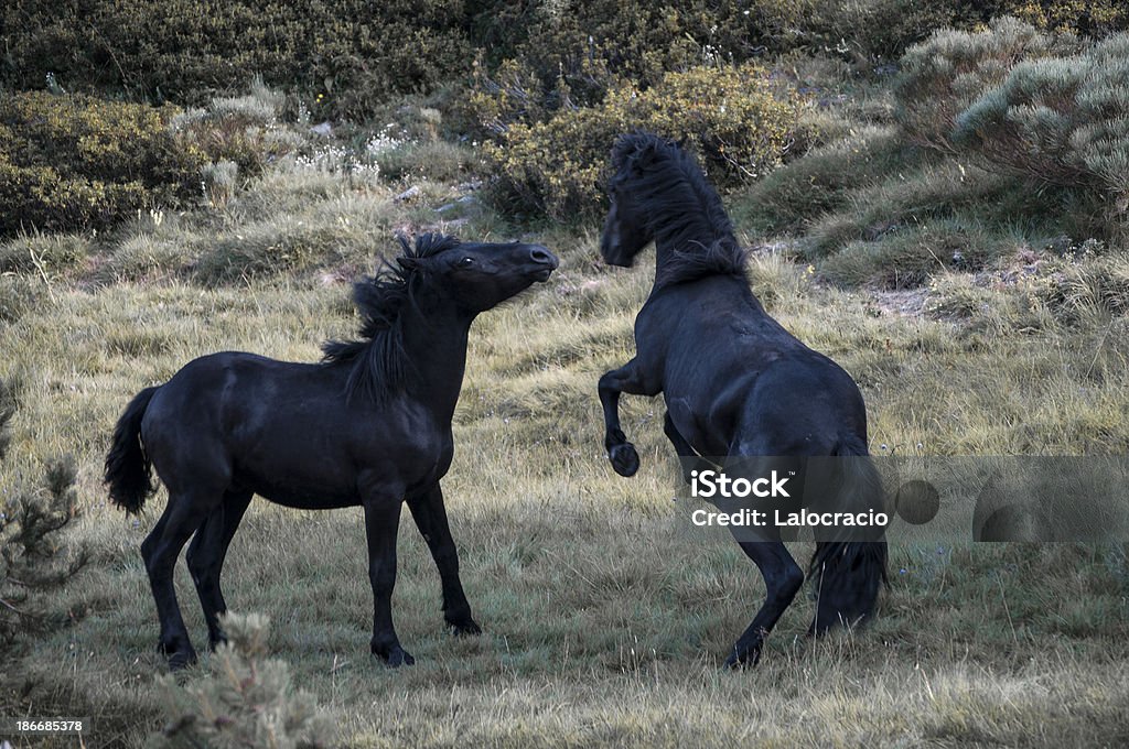 Los caballos - Foto de stock de Animal libre de derechos