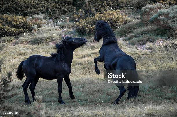 Photo libre de droit de Chevaux banque d'images et plus d'images libres de droit de Accouplement animal - Accouplement animal, Animaux à l'état sauvage, Cheval