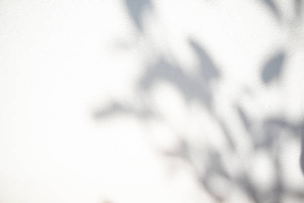 istock White cement wall texture with shadows of leaves falling on the background with empty space. 1866860662