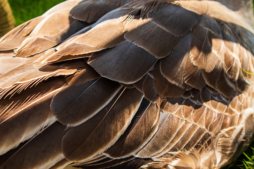Close-up view of black and white goose feather appearance.