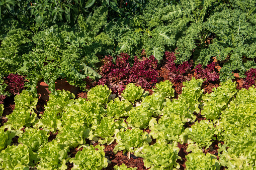 Fresh salad greens are growing in the vegetable patch.