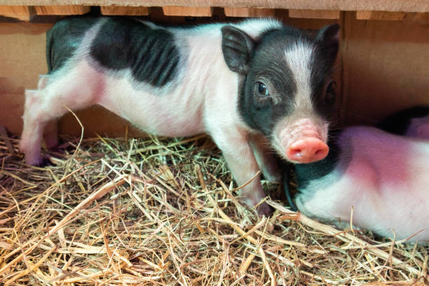 istock Cute dwarf piglet in a haystack looking at the camera 1866862760