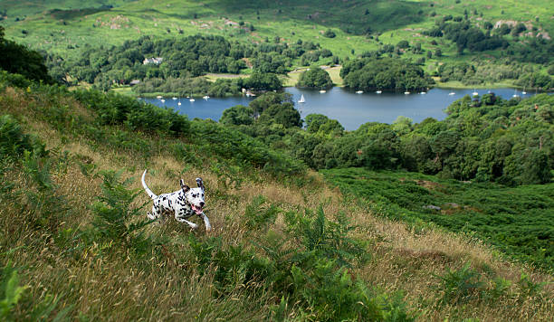 istock Dalmatian running on fells above Coniston water 186686523