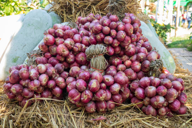 istock Several red onions on a pile of straw 1866866007