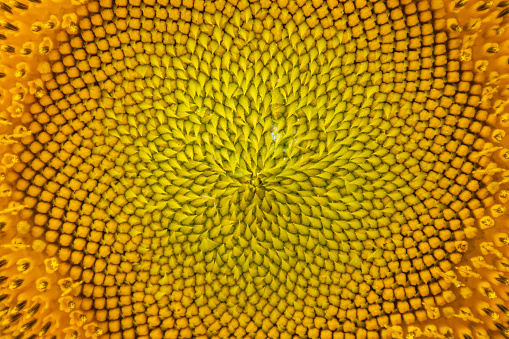 A close up macro shot of a sunflowers beautiful tiny details.