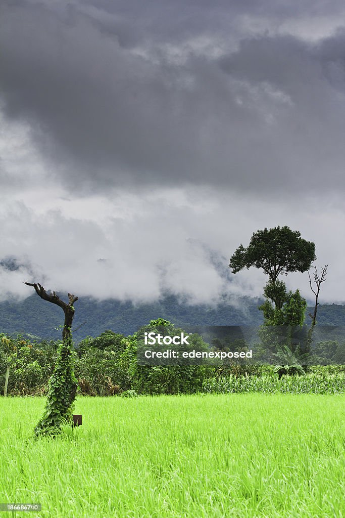 Felder in Thailand - Lizenzfrei Agrarbetrieb Stock-Foto