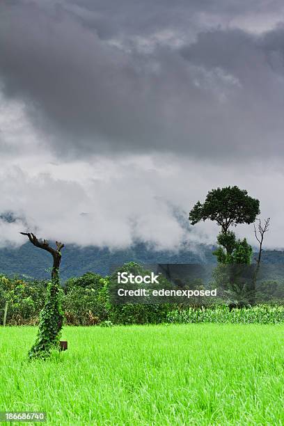 Wiejskich Użytkach Rolnych W Tajlandii - zdjęcia stockowe i więcej obrazów Azja - Azja, Bez ludzi, Chmura