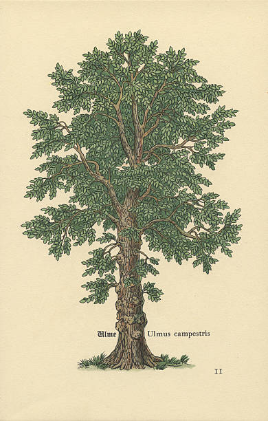 Scanned from the original vintage bookplate, circa late 1800s. It was printed on light ivory paper that has a bit of texture to it. The tree is a Dutch Elm, or as it says on the bookplate, 